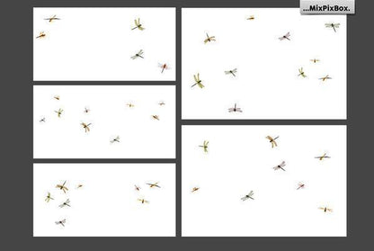 1700+ Photo Overlays, Long Exposure, Glitter, Number Balloons, Digital Papers + More!